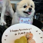Ai Shinozaki Instagram - ・ 先日4月生まれの犬ちゃんたちの 合同誕生日会をしました🐶🎂✨ お揃いの誕生日コス みんな可愛い♡♡♡ 弁慶とコロネちゃんも お祝い犬として参戦🥳 つねちゃんは昨日誕生日だったね☺️ おめでとう🎂 たぬつねはショップも同じで幼馴染🫶 7年目もたくさん遊ぼ☺️ #合同誕生日会 #4月生まれ #aneacafe
