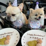Ai Shinozaki Instagram - ・ 先日4月生まれの犬ちゃんたちの 合同誕生日会をしました🐶🎂✨ お揃いの誕生日コス みんな可愛い♡♡♡ 弁慶とコロネちゃんも お祝い犬として参戦🥳 つねちゃんは昨日誕生日だったね☺️ おめでとう🎂 たぬつねはショップも同じで幼馴染🫶 7年目もたくさん遊ぼ☺️ #合同誕生日会 #4月生まれ #aneacafe