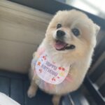 Ai Shinozaki Instagram - ・ バースデーおたぬ写真🐶❤️ あんまりツーショット撮らないから 嬉しい☺️ #4月生まれ #ポメラニアン
