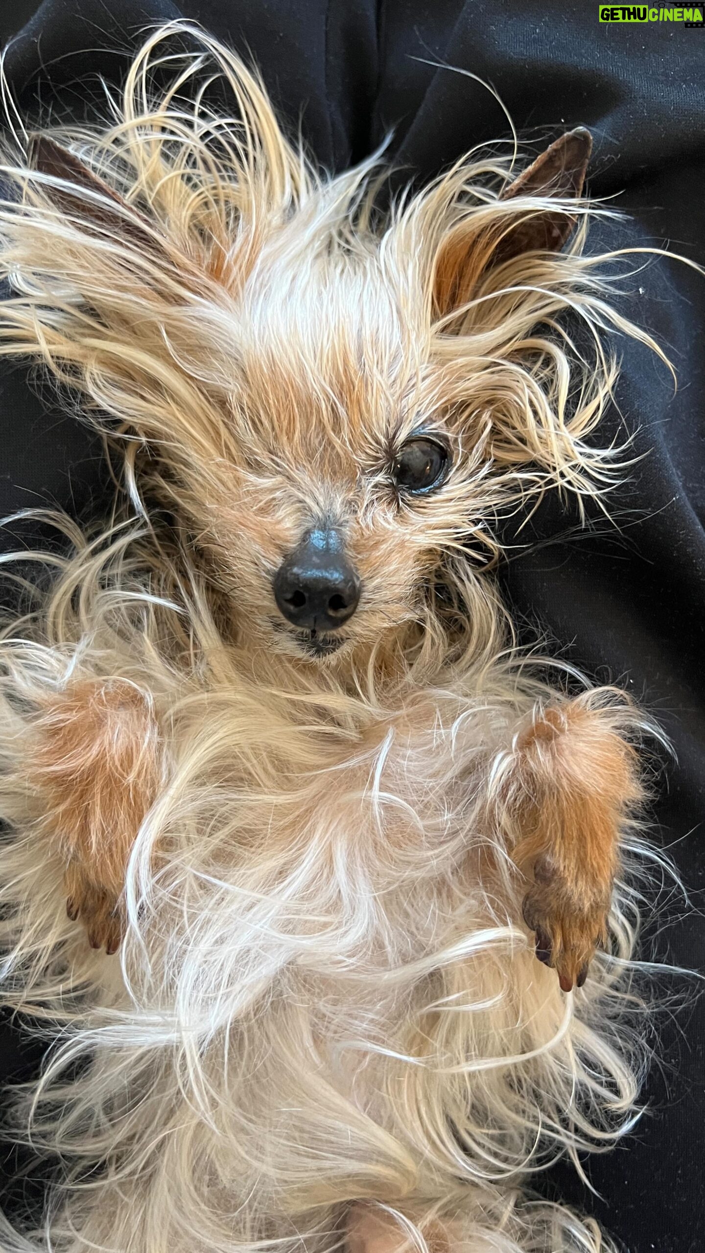 Aimee Teegarden - 2.9K Likes - I havenāt been able to bring myself to make this post as doing so makes it feel more real. @Mizzgizmo my baby girl and best friend of 17 years crossed the rainbow bridge and died peacefully in my arms. I will never be able to properly articulate what Gizmo means to me and the connection we had. I was hers and she was mine and through it all we always had each other. Gizmo had a fearless sprit no matter what came her way despite her physical stature of 3lbs (on a good day). She was truly magical and her staunch belief that she was just a tiny human in fur gave her the ability to brighten everyoneās day with joy, sass and endless love wherever she went. Gizmo was my lil adventure buddy having visited 30 states, traveling all over Canada and the UK and always happy to be on the go. These last few years have been a struggle with multiple family deaths and a global pandemic but through it all she was there to keep me steady and going. You are my heart and I feel lost without you little bear. Thank you for having me as your mum and I feel so incredibly lucky for all the time and love we shared. Xxx