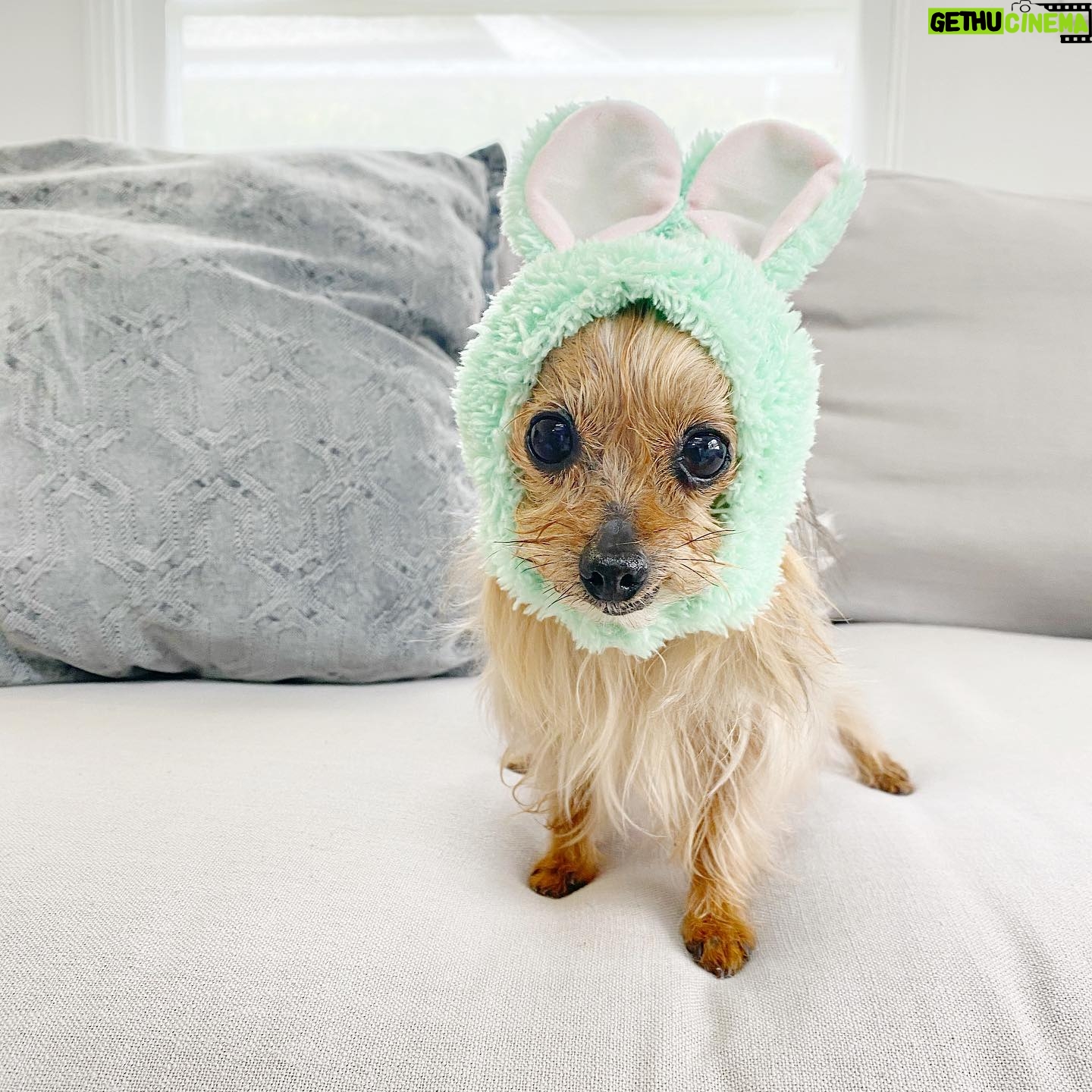 Aimee Teegarden - 2.6K Likes - The littlest Easter bunny š°ā¤ļø #easterbunny