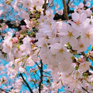 Aina Kusuda Instagram - Sakura🌸