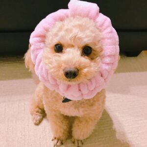 Aina Kusuda Instagram - ポンデチップ