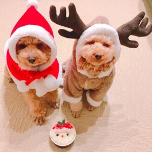 Aina Kusuda Instagram - メリクリ🎄