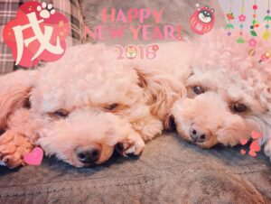 Aina Kusuda Instagram - あけましておめでとうございます。
今年もよろしくお願いします。
いぬっ！
