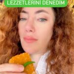 Akasya Asıltürkmen Instagram - Bir arkadaşım; Akasya insan önce bir ucundan tadına bakar, hiç hesapsız halin de tam sen işte diye yazmış. Kahkahayı bastım, hoşuma da gitti. Ama aslında ben onu çoktan tartmıştım, mahiyetini anlamıştım. Yine de eski bir alışkanlığım önce ateş edip sonra nişan almak. Artık öyle değilim, orası kesin. Birazını tutuyorum hayatıma heyecan katsın diye. Herkes kendisinde eksik olana doğru evriliyor zaman içinde. Aşırı plan yapan biraz spontaneliği, gelişine yaşayan da programlı olmayı öğreniyor. Başladığımız sıfır noktası bir başkasının varış noktası düşünsenize! Öyleyse kimse ne eksik ne fazla. Her şey olacağına varıyor sonunda. Not: Hepsi güzeldi ama bir daha arar mıyım tadını, hayır. 🥹💜💜💜 #ubud #bali #balinese #balinesewedding