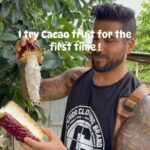 Alain Rocben Instagram - Pour la première foi je goute le fruit du cacao ! Un vrai délice à la foi sucré et légèrement acide. Un grand merci à mes amis de @hotelcampestrelaaldea pour avoir organiser ce tour ! #cacao #cacaofruit #cacaopuro #cacaolove #colombia🇨🇴 #alainrocben