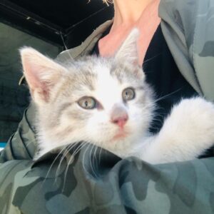 Alana de la Garza Instagram - Adopt this angel! #BrooklynCatCafe @catcafebk