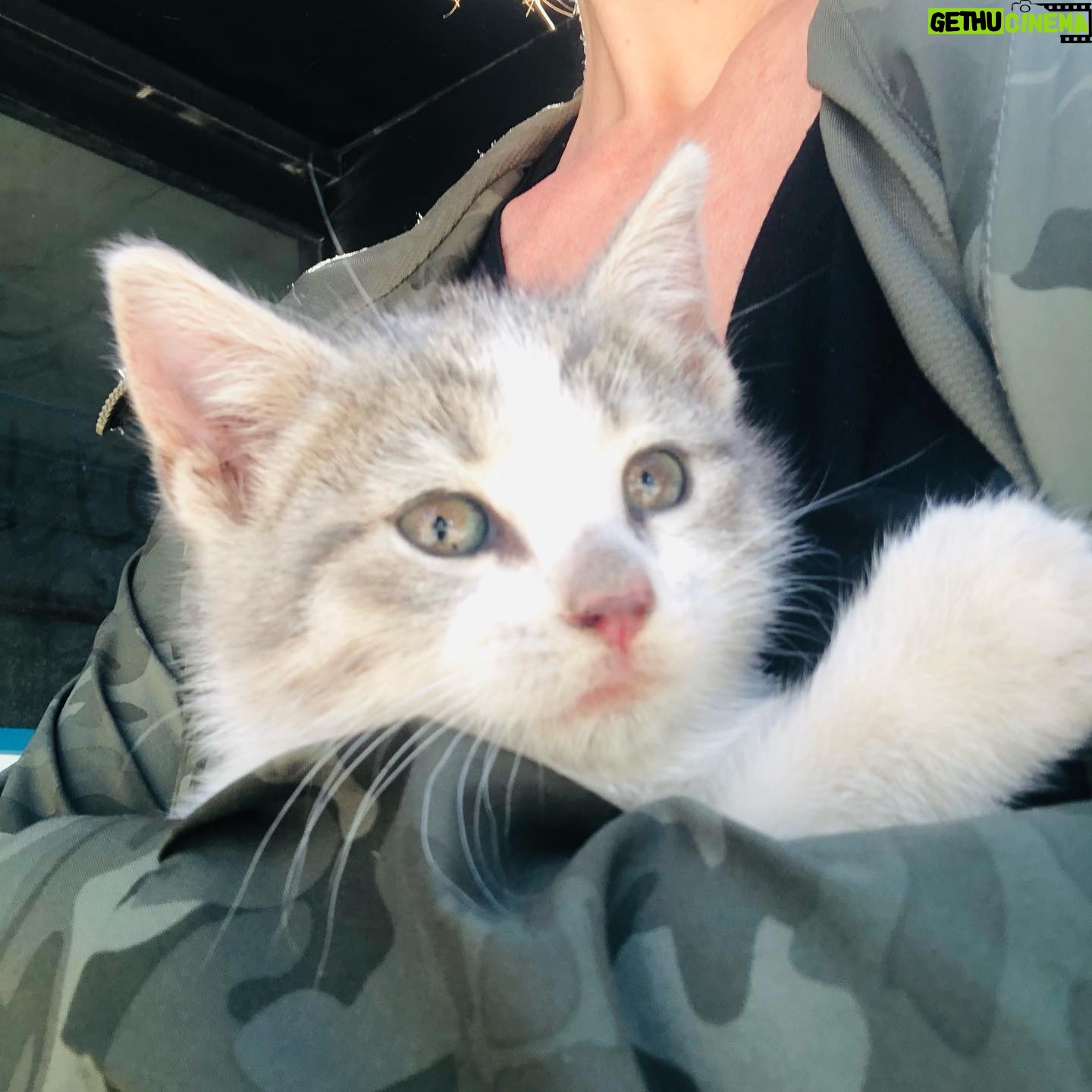 Alana de la Garza - 1.5K Likes - Adopt this angel! #BrooklynCatCafe @catcafebk