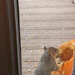 Alanna Ubach Instagram - 🐿️🐿️🐿️