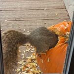 Alanna Ubach Instagram - 🐿️🐿️🐿️