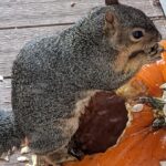 Alanna Ubach Instagram - 🐿️🐿️🐿️