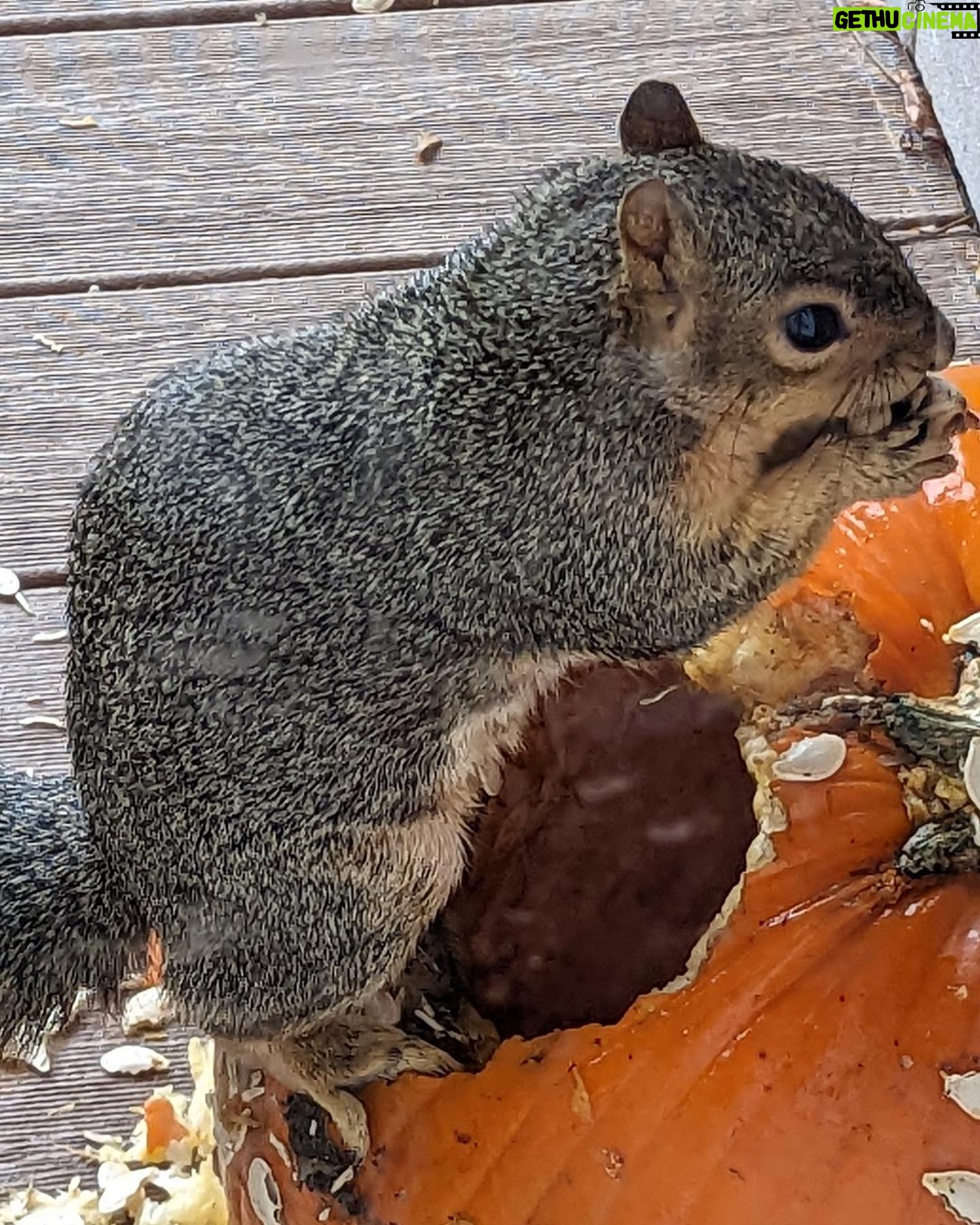 Alanna Ubach - 1.6K Likes - 🐿️🐿️🐿️