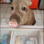 Alanna Ubach Instagram - AAAAAHAHAHAHA!!!! I CANNOT!!! I want to believe that Pumba is a stray and frequents this mini mart every morning at 10:15 for Coke and doughnuts.