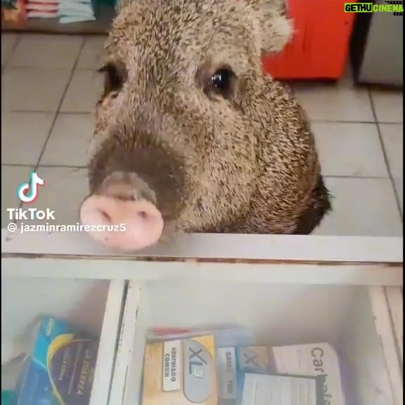Alanna Ubach Instagram - AAAAAHAHAHAHA!!!! I CANNOT!!! I want to believe that Pumba is a stray and frequents this mini mart every morning at 10:15 for Coke and doughnuts.