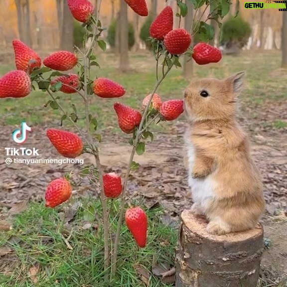 Alanna Ubach - 3.4K Likes - Happy yucky stressful Monday, my friends! Hoping this random video of a bunny grubbing on fresas brings a smile to your face. 💕❤️🐰🍓🍓
