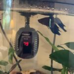 Alanna Ubach Instagram - #howardhesdead #sixteencandlesmovie #betafish #betabadasses