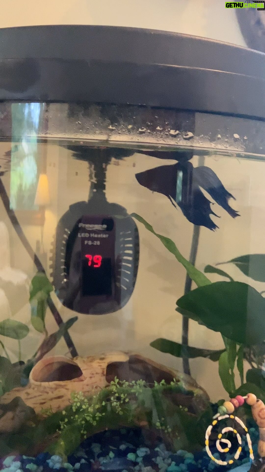 Alanna Ubach Instagram - #howardhesdead #sixteencandlesmovie #betafish #betabadasses