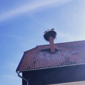 Aleksandra Hamkało Instagram - Jutro koniec warsztatów i wszyscy wracamy do naszych własnych mieszkań i żyć. Ja zawsze trochę jakby ktoś mnie wystrzelił z procy.

Joga jest dla mnie przeciwieństwem tego co w świecie destrukcyjne. Uczy mnie pochylać się nad tym co jest moją słabą stroną zamiast wzmacniać to w czym jestem silna. Pokazuje drogę do równowagi - szukania elastyczności w sile i stabilizacji w elastyczności. Uczy mnie pokory, tego jak kompetytywność zamieniać na wiedzę o tym, że każda walka toczy się tylko wewnątrz nas. Pokazuje, że „osiągnąć” można coś tylko na własnej drodze, a nie pokonując innych, a tak w ogóle to lepiej walkę zamienić na pracę. Bo w walce zawsze ktoś wyjdzie potłuczony, a ideą pracy jest założenie, że przynosi ona korzyści i dla pracowdawcy i dla pracownika (który w tym przypadku jest tą samą osobą! Haha!). Może  dlatego mówi się, że jogę się praktykuje a nie ćwiczy?
Kiedy trwam w tej praktyce, wiele rzeczy staje się klarownych. Uczę się nowego języka w nazywaniu świata.
Oddycham głębiej. Jestem bardziej przytomna. Łatwiej odróżniam rzeczy ważne od nieważnych (spojler alert: te pierwsze to miłość i radość, te drugie to nadmiarowy hajs i posiadanie przewagi i/lub racji) a efektem ubocznym jest silne i elastyczne ciało, mobilne biodra i w ogóle wszystko sharp. Win-win situation. 
	
Że niby jak to się dzieje w czasie wiszenia do góry nogami albo robienia w kółko „powitań słońca”? 
Nie wiem. 
Chociaż pewnie jak przeczytam w końcu „Światło Jogi” Iyengara, które dostałam od mojego męża na urodziny, to może się dowiem ale na razie jeszcze nie przeczytałam, to i nie wiem. A i tak się dzieje. 

A tak oprócz tego, to bardzo tęsknię za moją rodziną. To jedyna wada tych naszych wyjazdów. Z drugiej strony - fajnie trochę się stęsknić, nie? Więc może to nie wada?