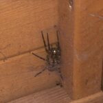 Alex Kingston Instagram - self isolation day 7. We cleaned out the shed and discovered this. What kind of spider is it, thought ? Love Alex xx