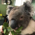 Alex Kingston Instagram - Had the most amazing experience at the Cleland Wildlife park ….. communing with the animals in a gorgeous botanical garden setting . Thank you Shelley and team for the work you do to keep these unique creatures healthy and safe from harm .