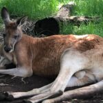 Alex Kingston Instagram - Had the most amazing experience at the Cleland Wildlife park ….. communing with the animals in a gorgeous botanical garden setting . Thank you Shelley and team for the work you do to keep these unique creatures healthy and safe from harm .