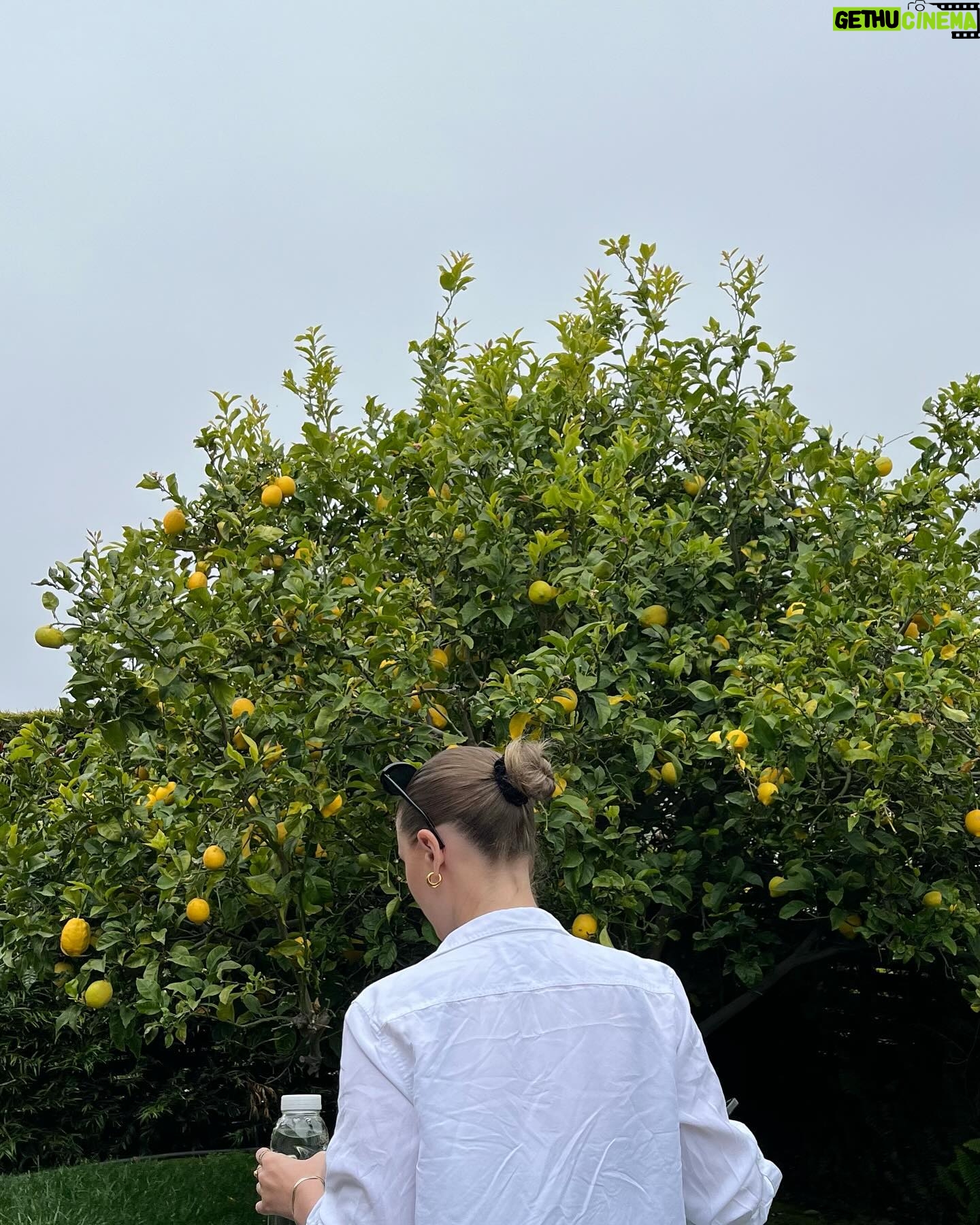 Alexandra Beaton Instagram - When life gives you lemons, a series 🍋