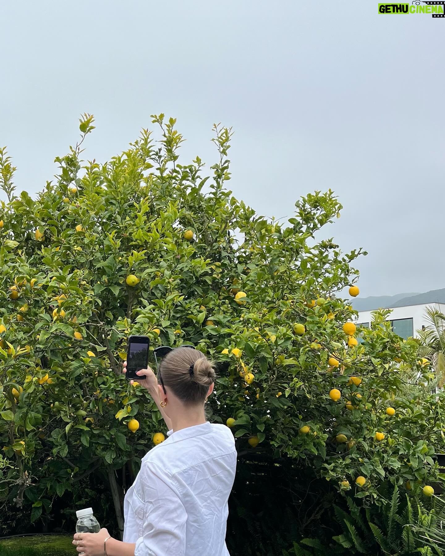 Alexandra Beaton Instagram - When life gives you lemons, a series 🍋