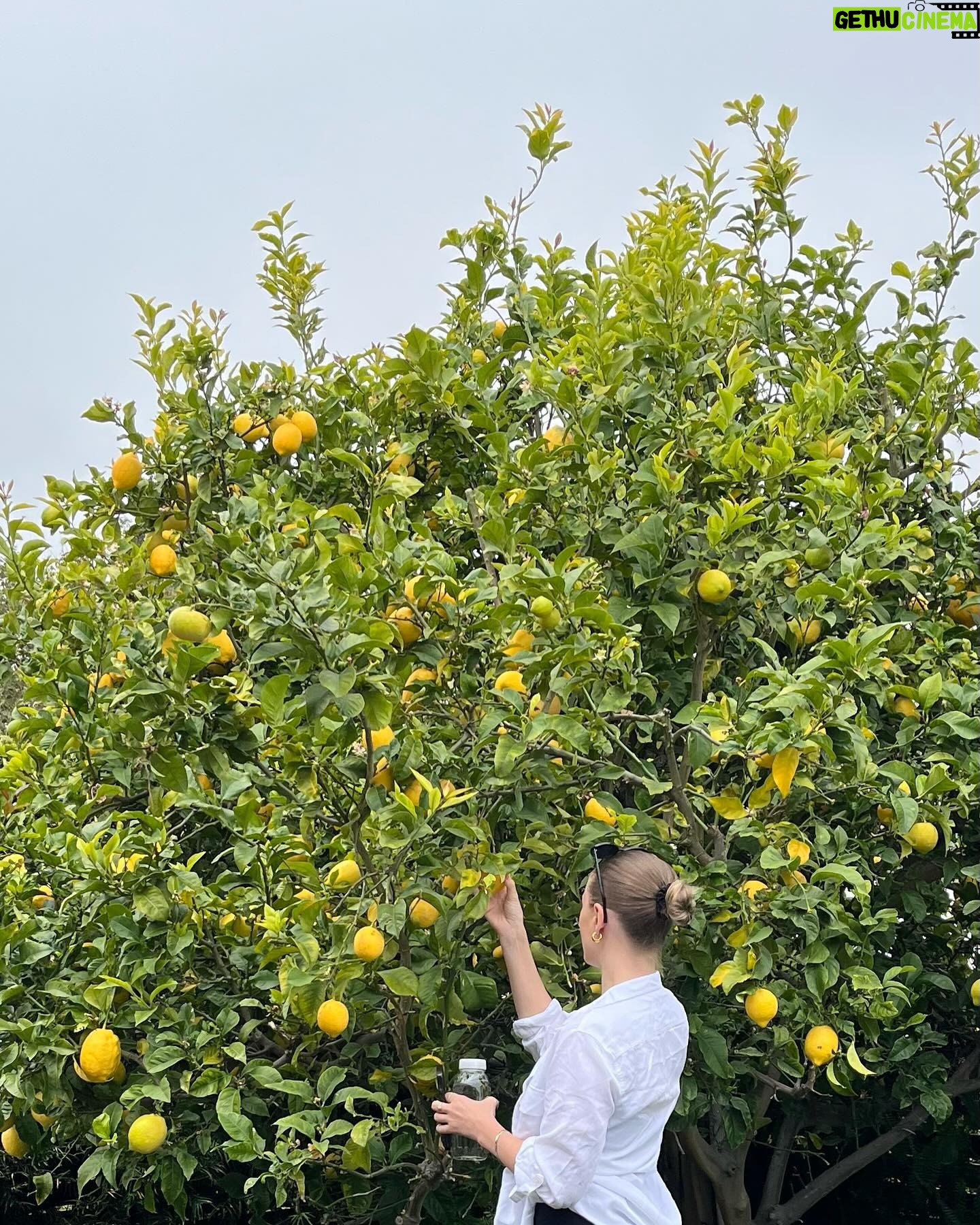Alexandra Beaton Instagram - When life gives you lemons, a series 🍋