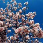 Alexandria DeBerry Instagram – Boston in the spring might be even more magical than the fall 🫶🏼🌸🌤️