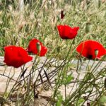 Algı Eke Instagram - Öyle uyum içindelerki …bakıyorum🥀 #natureismyhome