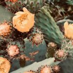 Algı Eke Instagram - Güzel 🌵… #home #naturegoddess
