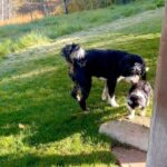Ali Larter Instagram – Welcome home, Bootsy! One look at those feet and we thought she was already wearing her winter snow boots so… Bootsy it is, Betty Boop to me, and Booty to Vivienne. Hahaha- In a family with all Chiefs and no Braves, it took us a few days to figure out your name. One needed it to be funny, another cute, one wanted it named after candy, and the other for it to be deep. Who do you think won? No joke that puppies take a lot of time and patience, but they truly soften your heart. She is so playful and silly. Our hearts are full, sweet pea. ❤️🐶 ❤️