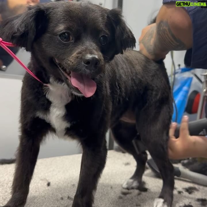 Alice Evans - 2.3K Likes - Ok so this was not meant to be Emma’s account but I can’t help myself. 😆
Yesterday she got groomed!
I cannot speak highly enough of @Barkbus. ( check out the account it’s too cute for words)
Emma barely even flinched! It was like she was enjoying it ( she does NOT enjoy baths or nail trims when we do it!)
I did feel a bit bad this morning because if you look at the last pic she has that ‘new haircut face’ that we all used to have when we had our haircut and it was a bit fresh and short and we had to go back to school? . She’s lucky it’s raining today though so she can stay home and won’t bump into any of her friends on the street. 🤭But she’s way more comfortable and it will grow back. ( well that’s what we keep telling her anyway) Bless her cottons.
