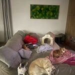 Alice Bendová Instagram – To nevadí, my si lehnem na zem😂. Aneb, když jsou psi pány všeho lidstva😂.

#rescuedog #rescuedogsofinstagram #love #doglove #stopmnozirnam #nekupujadoptuj #adopcemasmysl @docaskydede @utulek_dogpoint