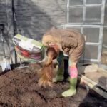 Alice Bendová Instagram - Jaro je skoro tady, tak co bych si ty záda úplně nevoddělala, že jo? Jen, ať si šedivák dá presíčko😂, ségra nakrade substrát na muškáty do budoucích ( v daleké budoucnosti 🙏🙏🙏🙏) psích pelíšků a ještě se vysměje mojí pomerančový kůře a je šťastná, že nakradla mulčovací kůru a já se můžu ztrhat😂. No hlavně, že mám zásoby a můžu začít makat na zahradě, teda, až se budu moct pohnout a ta bolest zad trochu odezní. Jooo, kdy se sází muškáty? @michal_topol @cukrarinka_ #spring #flowers #raselina #substrat #kura #garden #zahony #sklenik