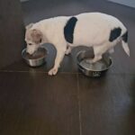 Alice Bendová Instagram – To je ségry @cukrarinka_  Milunka 😅😅😅. Takže, až budu večeřet a mít hnátu v lavóru, je jasný, že mám stařeckou demenci jako Miluna 😅😅😅.

#miluna #dog #jackrussell #love #starenka #olddog #nasdebil