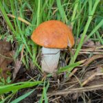 Alice Bendová Instagram – Já vím, že nejsme letos první, ale ta radost je obrovská🙏

@michal_topol 

#houby #křemeňák #kovář #2024 #mushrooms #houbari #rostou