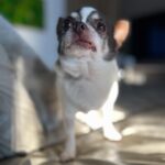Alice Bendová Instagram – Jmenuji se KAREL ( do teď mi sice říkali Oliver, ale v mojí nové rodině mají Olinu a prý by se nám to pletlo 😅). Ta prdlá Ráchel ( velká Alice) nikomu nic neřekla, vyzvedla mě v @docaskydede a šup se mnou k nim domů. Teď, abych se představil, jsem hrdý čivavák, je mi asi 11 let ( to píšu proto, abyste se nebáli adopce nás starců 😅), mám nemocné srdíčko, ledviny a zuby v katastrofálním stavu, ale kromě toho srdce, to prý s mými novými páníčky a za pomoci kliniky iVET dáme dohromady. Jo a taky mi pořád čumí jazyk z hubičky 🤣. Jsem prý strašně krásnej 🤣🤣🤣. Jsem milující a veselý pejsek, nekoušu ( narozdíl od toho zrzavýho smrada Jendy ), pořád se mazlím. Ale abych se jen nevychvaloval, hned na uvítanou jsem jim doma pochcal co šlo 😅😅😅😅🤣.

Váš Karel

#rescuedog #chihuahua #rescuechihuahua #adoptujnekupuj #adopcemasmysl #adopcestarehopsa #adoptujstarce #adoptujdedka