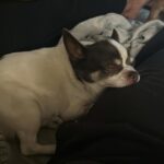 Alice Bendová Instagram - Ahoj, jmenuji se Karel a domov už nehledám, už ho mám🙏🙏🙏. A jsem šťastnej, jak blecha. Rachcajda moje pro mě jela tajně🤣, doma řekla, že jede do lékárny. No a vzala si mě hned od tety z @docaskydede . A to se mi na ní líbí, s ničím se nepáře a jedná srdcem, žádný velký rozmejšlení. V mým případě by si to někdo možná rozmyslel, mám nemocný srdce, ledviny, zuby ( proto mi smrdí z huby jak z kanálu🤣). No ale včera u večeře se asi přidalo něco dalšího 🙏🙏🙏. Najednou jsem spadl na bok, nožičky v křeči, zaťatou sanici a vypadalo to, že se dusím. Všichni ke mě přiskočili, protože si mysleli, že mi zaskočila večeře. Ale Rachcajda si myslí, že je to epilepsie, už pejska s ní měla🙏. No a pak jsem jí viděl jedním okem, jak tajně pláče, chudinka stará 🤣🤣🤣. No mám toho teda naloženo, ale s nima to zvládnu💪💪💪💪. Je mi tady náramně dobře❤️ ‼️Vy, kdo si adoptujete staršího nemocného pejska nebo kočičku od @docaskydede máte doživotně veterinární péči na klinice IVET ( Praha 4) ZDARMA. Rachcajda se této možnosti vzdala ve prospěch třeba nějakého seniora, který si veterinární péči nemůže dovolit ‼️ #nekupujadoptuj #adopcemásmysl #stopmnozirnam #chihuahua #rescuedog #rescuechihuahua #karel