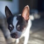 Alice Bendová Instagram - Jmenuji se KAREL ( do teď mi sice říkali Oliver, ale v mojí nové rodině mají Olinu a prý by se nám to pletlo 😅). Ta prdlá Ráchel ( velká Alice) nikomu nic neřekla, vyzvedla mě v @docaskydede a šup se mnou k nim domů. Teď, abych se představil, jsem hrdý čivavák, je mi asi 11 let ( to píšu proto, abyste se nebáli adopce nás starců 😅), mám nemocné srdíčko, ledviny a zuby v katastrofálním stavu, ale kromě toho srdce, to prý s mými novými páníčky a za pomoci kliniky iVET dáme dohromady. Jo a taky mi pořád čumí jazyk z hubičky 🤣. Jsem prý strašně krásnej 🤣🤣🤣. Jsem milující a veselý pejsek, nekoušu ( narozdíl od toho zrzavýho smrada Jendy ), pořád se mazlím. Ale abych se jen nevychvaloval, hned na uvítanou jsem jim doma pochcal co šlo 😅😅😅😅🤣. Váš Karel #rescuedog #chihuahua #rescuechihuahua #adoptujnekupuj #adopcemasmysl #adopcestarehopsa #adoptujstarce #adoptujdedka