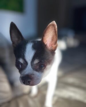 Alice Bendová Instagram - Jmenuji se KAREL ( do teď mi sice říkali Oliver, ale v mojí nové rodině mají Olinu a prý by se nám to pletlo 😅). Ta prdlá Ráchel ( velká Alice) nikomu nic neřekla, vyzvedla mě v @docaskydede a šup se mnou k nim domů. Teď, abych se představil, jsem hrdý čivavák, je mi asi 11 let ( to píšu proto, abyste se nebáli adopce nás starců 😅), mám nemocné srdíčko, ledviny a zuby v katastrofálním stavu, ale kromě toho srdce, to prý s mými novými páníčky a za pomoci kliniky iVET dáme dohromady. Jo a taky mi pořád čumí jazyk z hubičky 🤣. Jsem prý strašně krásnej 🤣🤣🤣. Jsem milující a veselý pejsek, nekoušu ( narozdíl od toho zrzavýho smrada Jendy ), pořád se mazlím. Ale abych se jen nevychvaloval, hned na uvítanou jsem jim doma pochcal co šlo 😅😅😅😅🤣.

Váš Karel

#rescuedog #chihuahua #rescuechihuahua #adoptujnekupuj #adopcemasmysl #adopcestarehopsa #adoptujstarce #adoptujdedka
