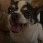 Alice Bendová Instagram - Jmenuji se KAREL ( do teď mi sice říkali Oliver, ale v mojí nové rodině mají Olinu a prý by se nám to pletlo 😅). Ta prdlá Ráchel ( velká Alice) nikomu nic neřekla, vyzvedla mě v @docaskydede a šup se mnou k nim domů. Teď, abych se představil, jsem hrdý čivavák, je mi asi 11 let ( to píšu proto, abyste se nebáli adopce nás starců 😅), mám nemocné srdíčko, ledviny a zuby v katastrofálním stavu, ale kromě toho srdce, to prý s mými novými páníčky a za pomoci kliniky iVET dáme dohromady. Jo a taky mi pořád čumí jazyk z hubičky 🤣. Jsem prý strašně krásnej 🤣🤣🤣. Jsem milující a veselý pejsek, nekoušu ( narozdíl od toho zrzavýho smrada Jendy ), pořád se mazlím. Ale abych se jen nevychvaloval, hned na uvítanou jsem jim doma pochcal co šlo 😅😅😅😅🤣. Váš Karel #rescuedog #chihuahua #rescuechihuahua #adoptujnekupuj #adopcemasmysl #adopcestarehopsa #adoptujstarce #adoptujdedka