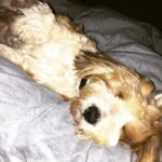 Alice Eve Instagram – Happy First Birthday My Love.