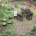 Alice Waters Instagram – Rain blessed rain! My little garden and redwood wood tree need it so much.Everywhere in California we need water!
Listening to the rain is bringing peacefulness into my zoom filled day.