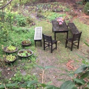Alice Waters Instagram - Rain blessed rain! My little garden and redwood wood tree need it so much.Everywhere in California we need water!
Listening to the rain is bringing peacefulness into my zoom filled day.