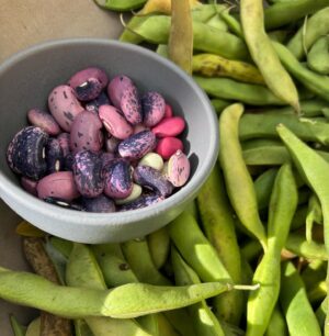 Alice Waters Instagram - TOMORROW: Please join us at LULU for a magical evening with chef/artists Gerardo Gonzalez (@personal_pan_pizza_ ) and Maricela Vega (@chico_querico)
 
Their work explores the delicious possibilities found in clay and corn masa, boundary-pushing Latin flavors and wild local herbs.
 
 
 
Tuesday November, 14, 2023
 
Menu
 
Mexican appetizers and a sip of pechuga mezcal
 
Chayote squash salad with jicama and pomegranate
 
Line caught dayboat rockfish baked in a clay parcel
 
Spicy persimmon -pistachio pipian
 
Scarlet runner beans ranchero-style
 
Hand-made tortillas
 
Tangerine sponge cake with marigold
 
Gerardo’s wild herb amaro
 
 
….And a  live musical surprise!
 
 
Prix fixe 85.
One night only!
