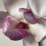 Alice Waters Instagram – Peggy took this photo of an  exquisite magnolia blossom. Nature is distracting me with its beauty in the most necessary way right now . It is almost as good and necessary as my acupuncture treatment with her!