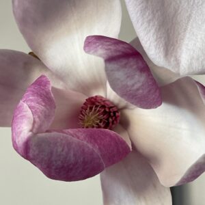 Alice Waters Instagram - Peggy took this photo of an  exquisite magnolia blossom. Nature is distracting me with its beauty in the most necessary way right now . It is almost as good and necessary as my acupuncture treatment with her!
