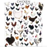 Alice Waters Instagram – I’m so excited about @edibleschoolyard ‘s Thanksgiving partnership with @cooksventure ’s heirloom chickens. For every chicken you buy from them this week they will be donating one to ESYP!
I always was so obsessed about organic that I forgot about breed. That is where taste is:
the right breed raised in a free range organic regenerative way. Thank you Cooks Venture!